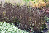 Seed heads of the hedgenettle, Stachys monnieri 