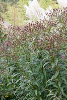 Seed heads of false aster, Vernonia crinita 