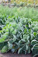 Brussels sprouts and fennel in October, Brassica oleracea, Foeniculum vulgare 