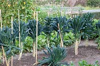 Palm cabbage with bamboo pole supports, Brassica oleracea Nero di Toscana 