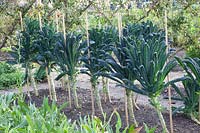 Palm cabbage with bamboo pole supports, Brassica oleracea Nero di Toscana 