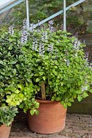 Harp tree, Plectranthus fruticosus 