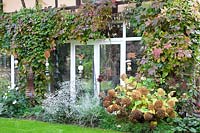 Virginia creeper in autumn, Parthenocissus quinquefolia 