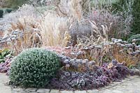 Bed with yew ball in frost, Heuchera, Sedum, Taxus 