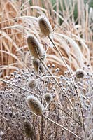 Seed heads of wild teasel in frost, Dipsacus sylvestris 