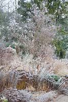 Bed with smoke tree in frost, Cotinus coggygria 