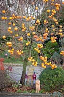 Persimmon tree in winter, Diospyros kaki 