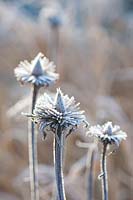 Seed heads of the coneflower in frost, Echinacea purpurea 