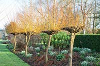Willow avenue planted with snowdrops and winter cyclamen, Salix alba var.vitellina Britzensis, Cyclamen coum, Galanthus 