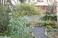 Seating area with holly and flowering daphne, Daphne bholua 