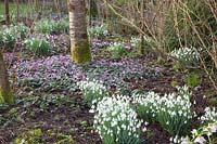 Winter cyclamen and snowdrops under trees, Cyclamen coum, Galanthus 