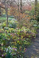 Snowdrops and Lenten roses under trees, Galanthus, Helleborus orientalis 