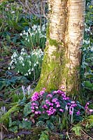 Cyclamen coum under trees 