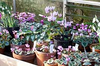 Cyclamen collection in pots in the greenhouse 