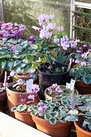 Cyclamen collection in pots in the greenhouse 