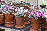 Cyclamen collection in pots in the greenhouse, Cyclamen coum 