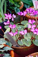 Winter cyclamen, Cyclamen coum Picotee 