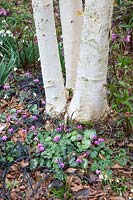 Cyclamen coum under birch 