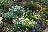 Bed with snowdrops, daffodils and winter cyclamen, Galanthus, Leucojum vernum, Cyclamen coum 