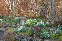 Bed with snowdrops and Lenten roses, Galanthus, Helleborus orientalis 
