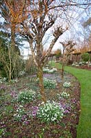 Willows underplanted with snowdrops and winter cyclamen, Salix alba var.vitellina Britzensis, Galanthus, Cyclamen coum 