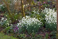 Snowdrops under trees, Galanthus 