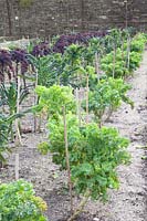 Kale and palm cabbage in winter, Brassica oleracea Pentland Brig, Brassica oleracea Nero di Toscana, Brassica oleracea Redbor 