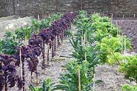 Kale and palm cabbage in winter, Brassica oleracea Pentland Brig, Brassica oleracea Nero di Toscana, Brassica oleracea Redbor 