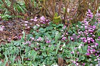 Winter cyclamen under tree, Cyclamen coum 