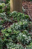 Snowdrops and Lenten roses under trees 