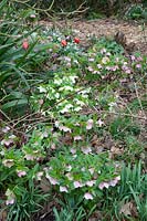 Lenten roses under trees, Helleborus orientalis 