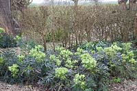 Hellebore in front of a hedge, Helleborus foetidus 