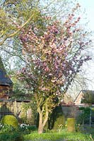 Ornamental apple, Malus Van Eseltine 