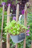 Lettuce in a hanging pot on a fence 