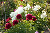 Peonies, Paeonia Yellow Breeder Plant, Paeonia lactiflora Red Charm 