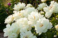 Peony, Paeonia Yellow Breeder Plant 