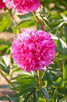 Peonies, Paeonia lactiflora, Peonies, Paeonia lactiflora 