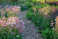 Columbines in the natural garden, Aquilegia vulgaris 