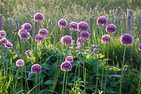 Ornamental onion, Allium giganteum 