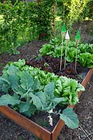 Vegetable bed with Corten steel edging 