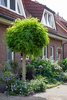 Front garden with ball locust tree, Robinia pseudoacacia Umbraculifera 