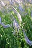 Candelabra speedwell, Veronicastrum virginicum Lavender tower, Culvers Root 