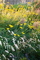 Yarrow and burnet in the natural garden, Achillea filipendulina Coronation Gold, Sanguisorba officinalis White Tanna 