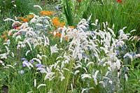 Bed with pearl grass, Melica ciliata 