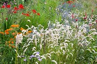 Bed with pearl grass, Melica ciliata 