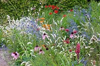 Bed with pearlgrass and sea holly, Melica ciliata, Eryngium planum, Echinacea pallida 