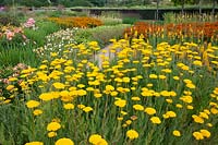 Yarrow, Achillea millefolium Gold Plate, Yarrow, Achillea millefolium Gold Plate 