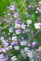 Meadow-rue, Thalictrum delavayi 