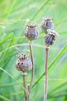 Seed capsules of opium poppy, Papaver somniferum 