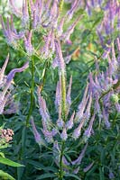 Candelabra speedwell, Veronicastrum virginicum Fascination 